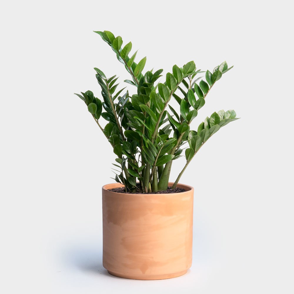 image of a zz plant in a pot houseplant