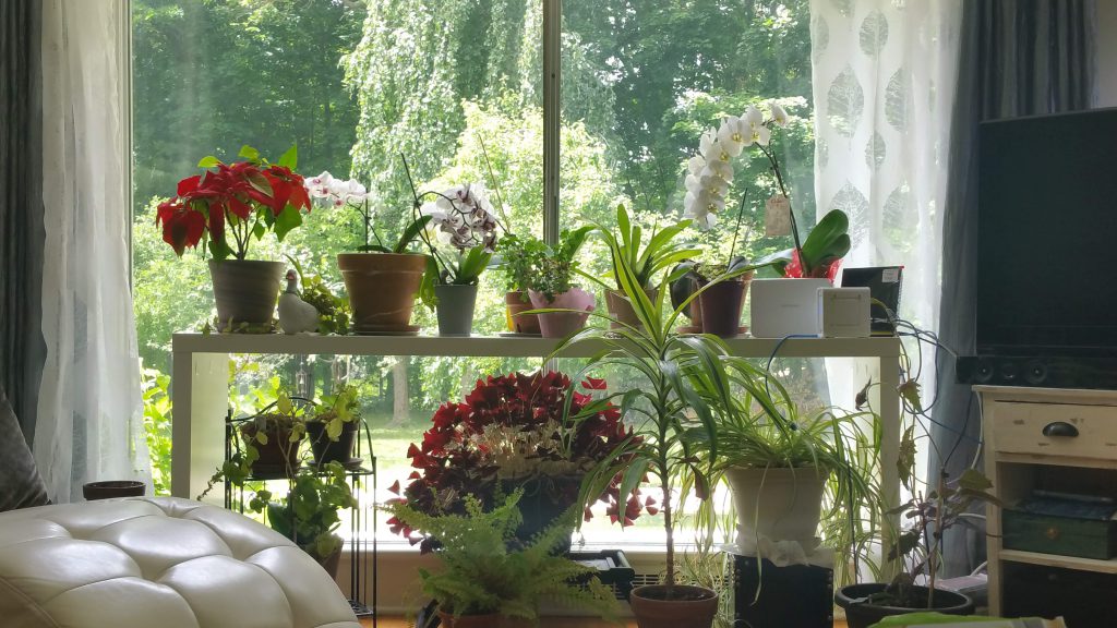 Image of house plants in a living room