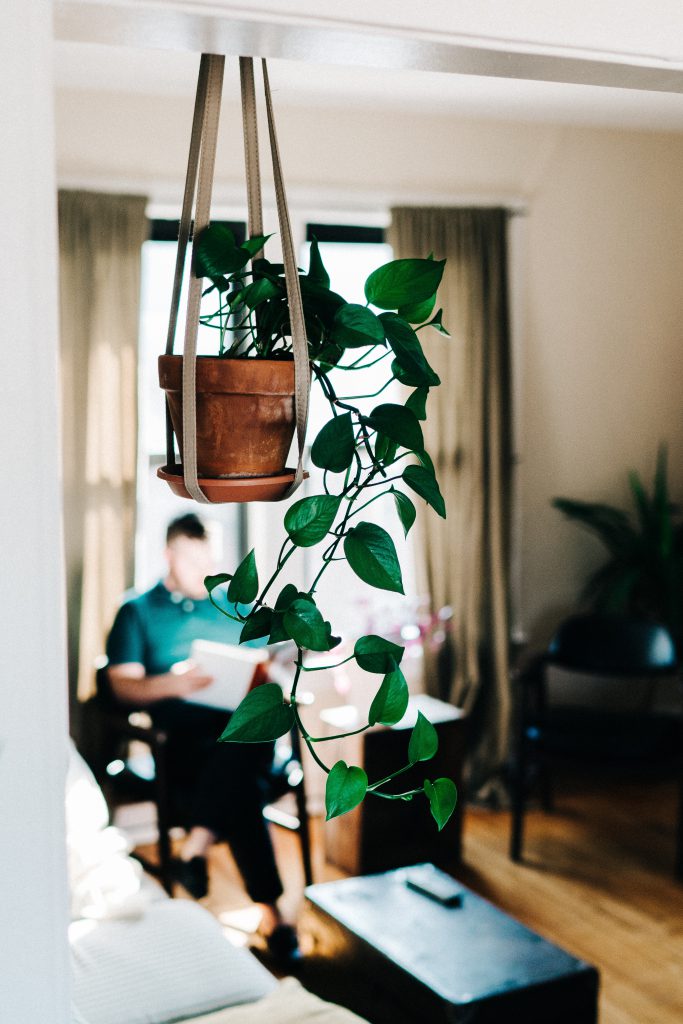 image of hanging houseplant with a man reading in the background