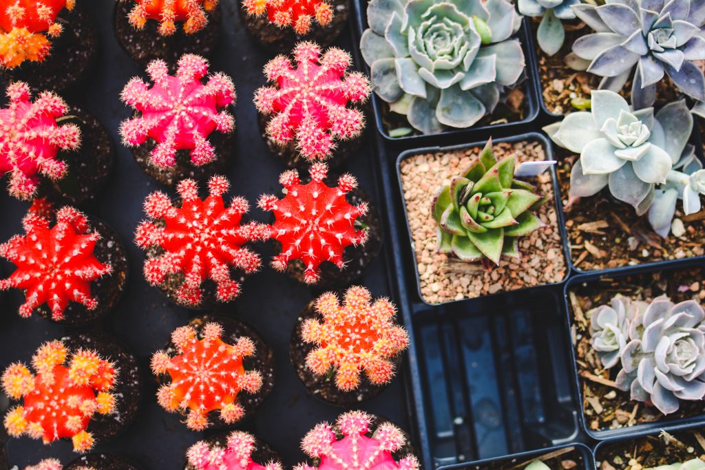 Image of succulents and cacti plants