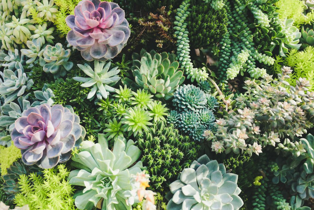 image of succulents which make good houseplants